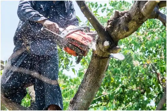 tree services McLean